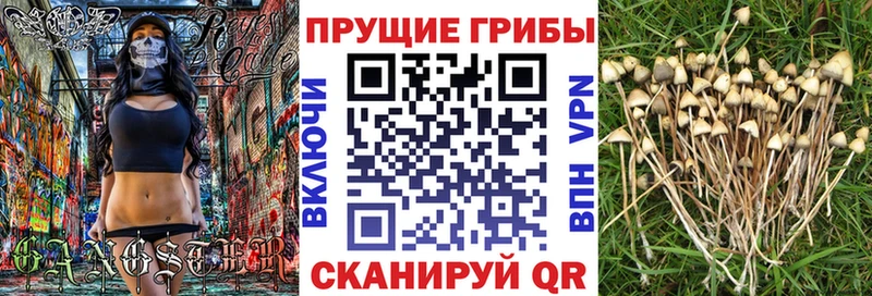 Галлюциногенные грибы Cubensis где найти Щигры